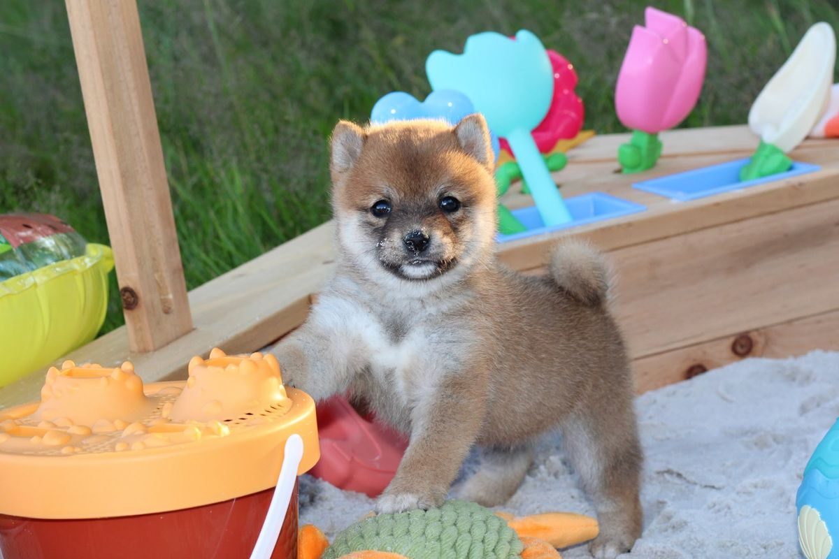 Chiot Mameshiba fauve dans un espace de jeux sécurisé