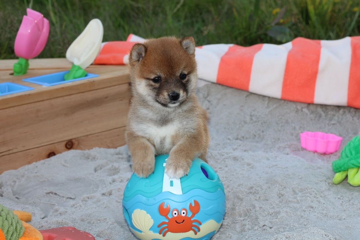 Chiot Mameshiba fauve jouant dans un espace d'éveil sécurisé