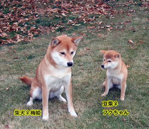 Comparaison de taille entre un Shiba Inu adulte et un Mameshiba