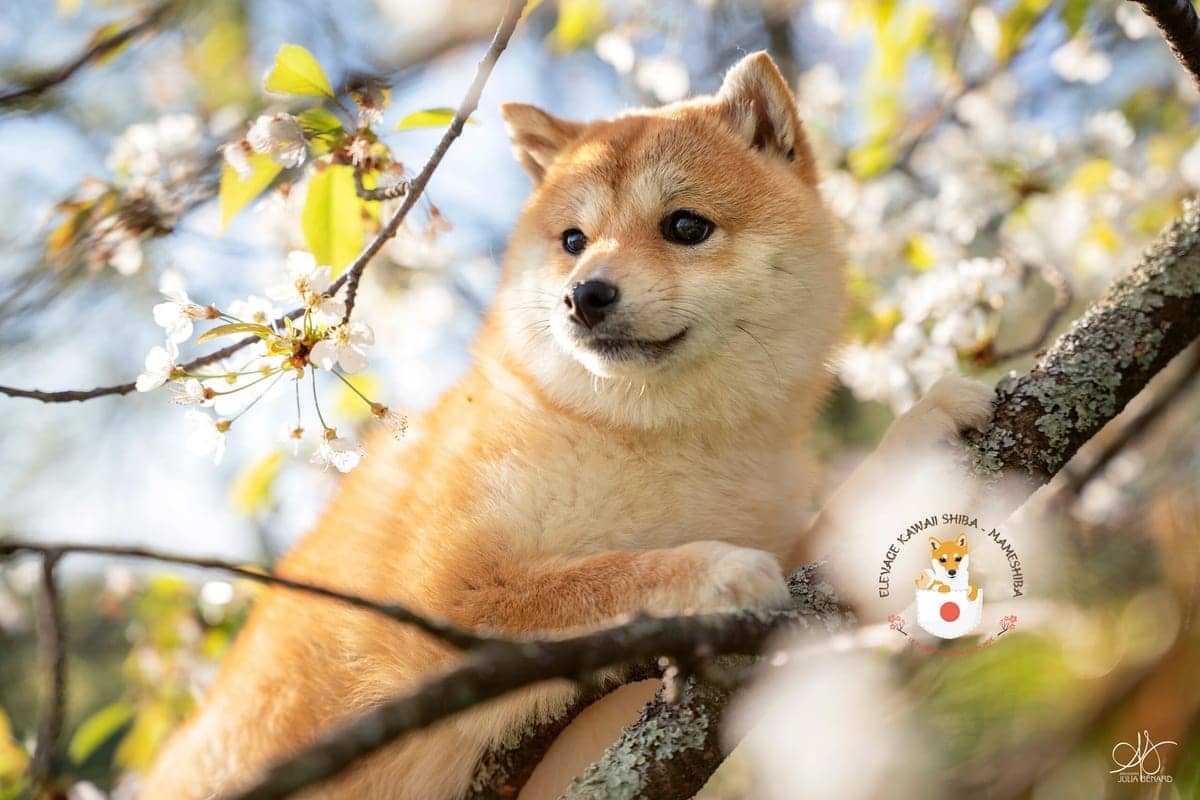 Mameshiba dans un décor inspiré du Japon