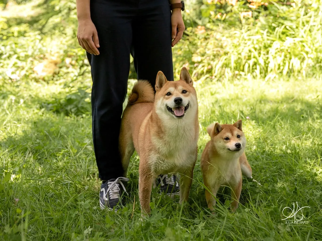 Shiba Inu et Mameshiba côte à côte dans l'herbe