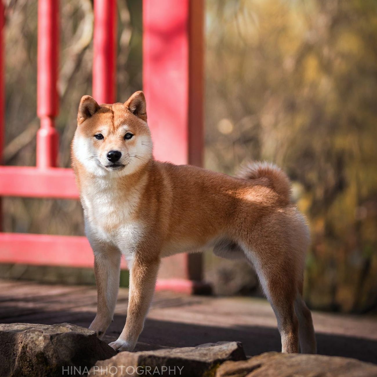 Ushiro, Mameshiba roux debout sur des rochers devant un pont japonais