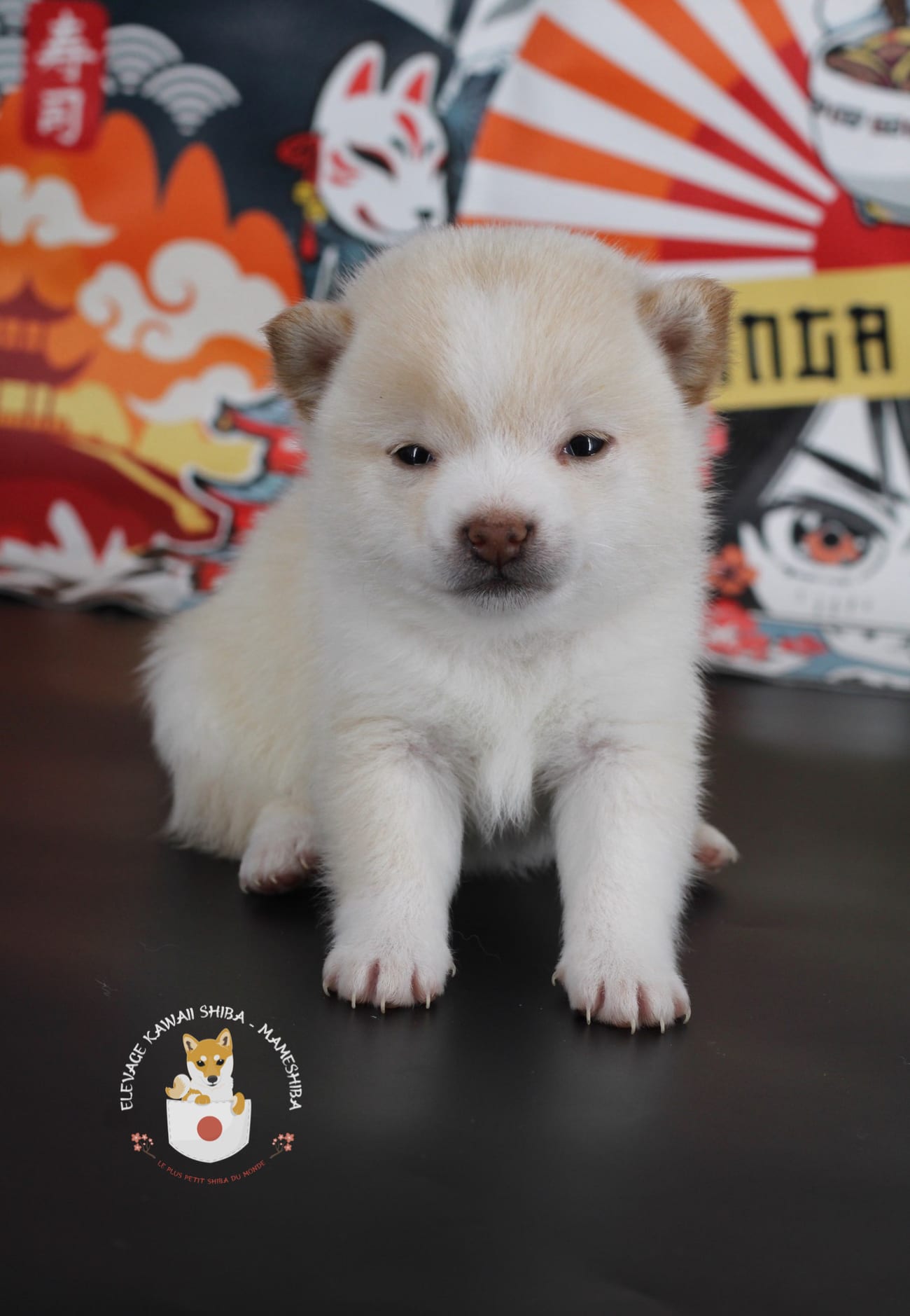 Chiot Mameshiba blanc dans un décor d'inspiration japonaise