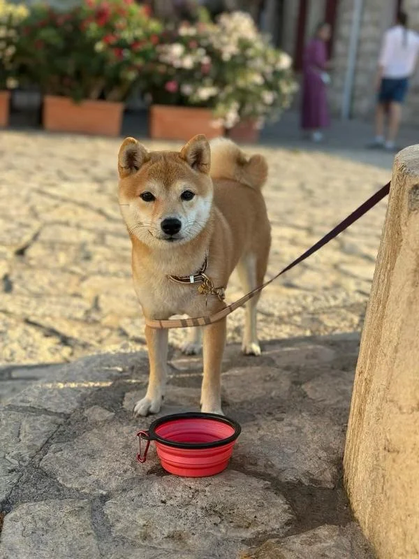 Mameshiba en promenade en laisse dans un parc