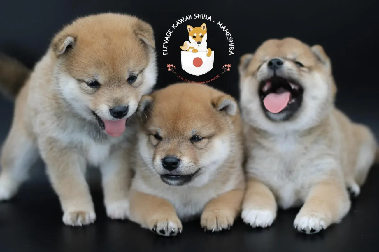 Trois très jeunes chiots Mameshiba réunis à l'élevage