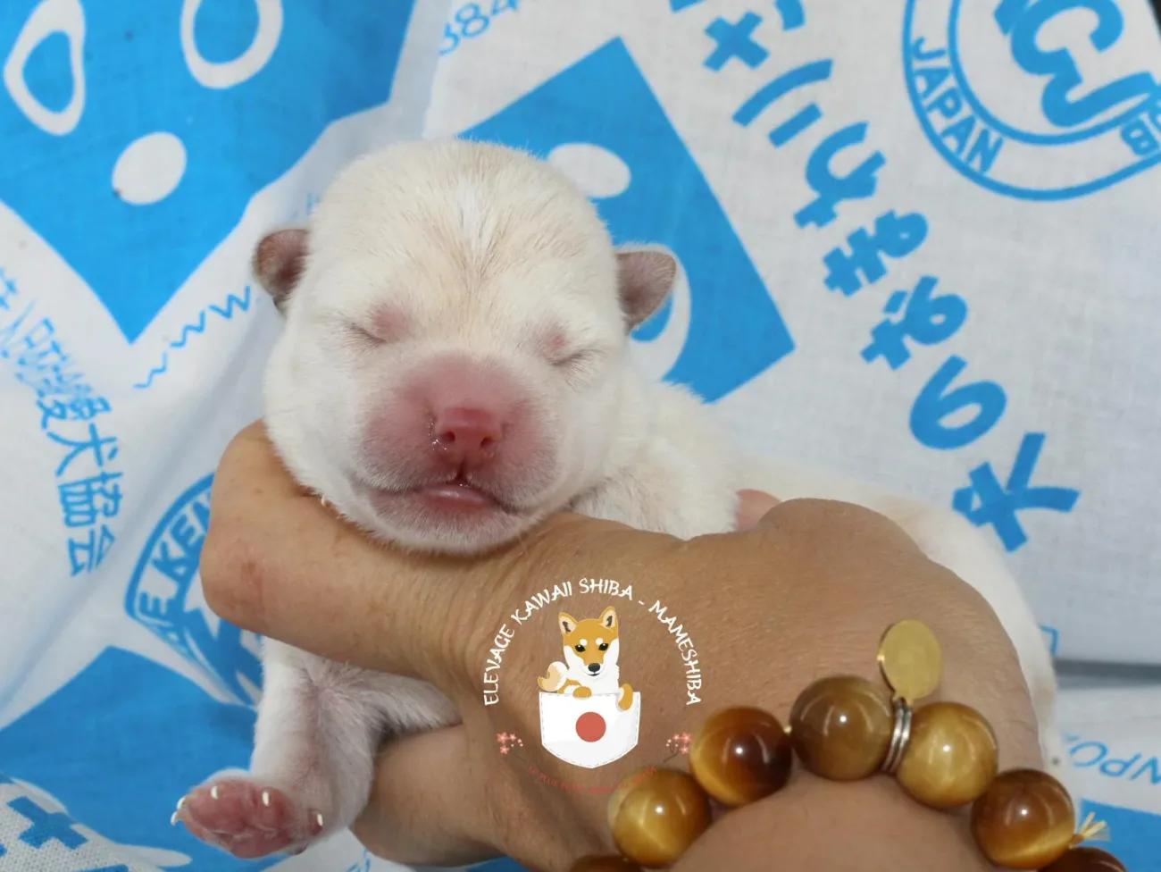 Très jeune chiot Mameshiba blanc installé au calme
