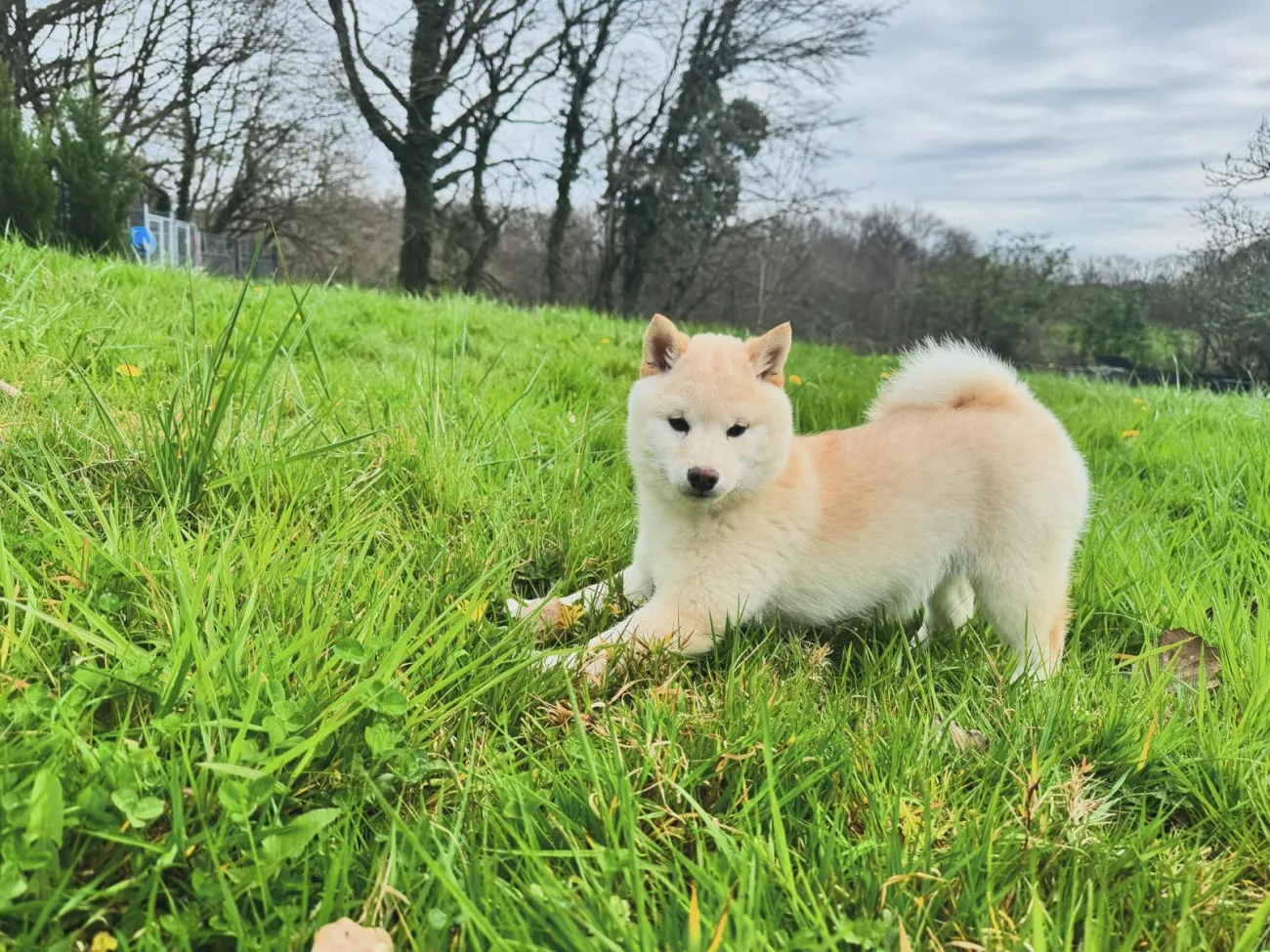 Mameshiba dans le jardin sous un ciel dégagé