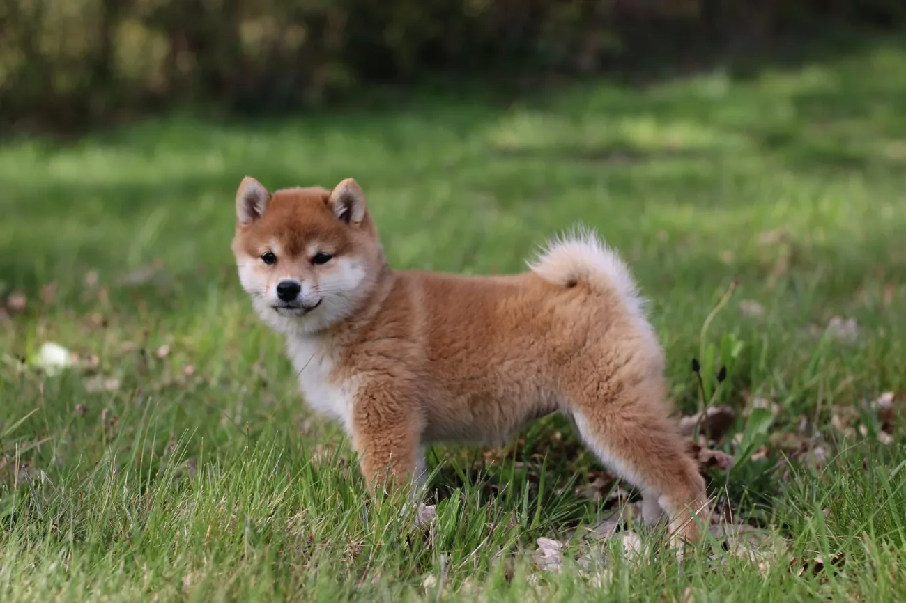 Mameshiba en mouvement dans le jardin de l'élevage