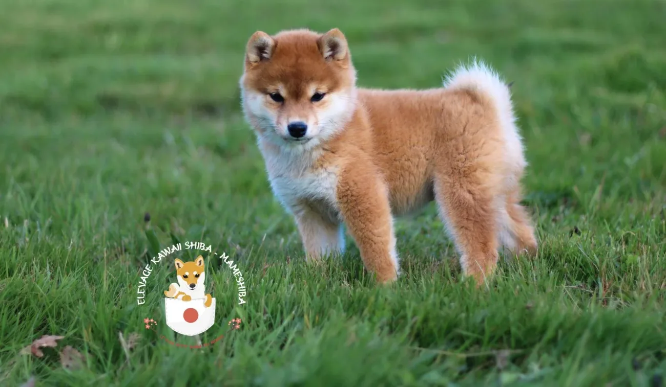 Chiot Mameshiba courant dans le jardin de l'élevage Kawaii Shiba