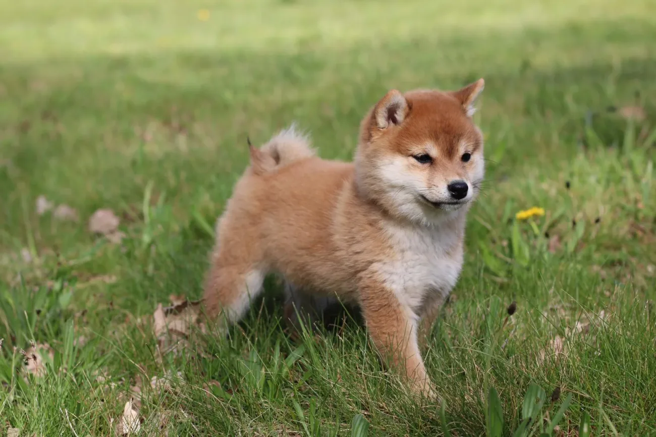 Jeune chiot Mameshiba roux assis dans l'herbe