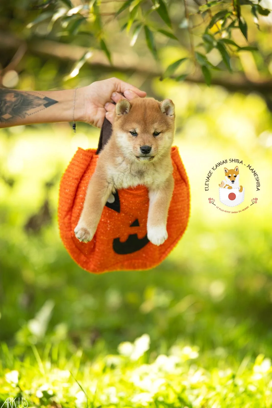 Chiot Mameshiba photographié dans un décor coloré d'automne