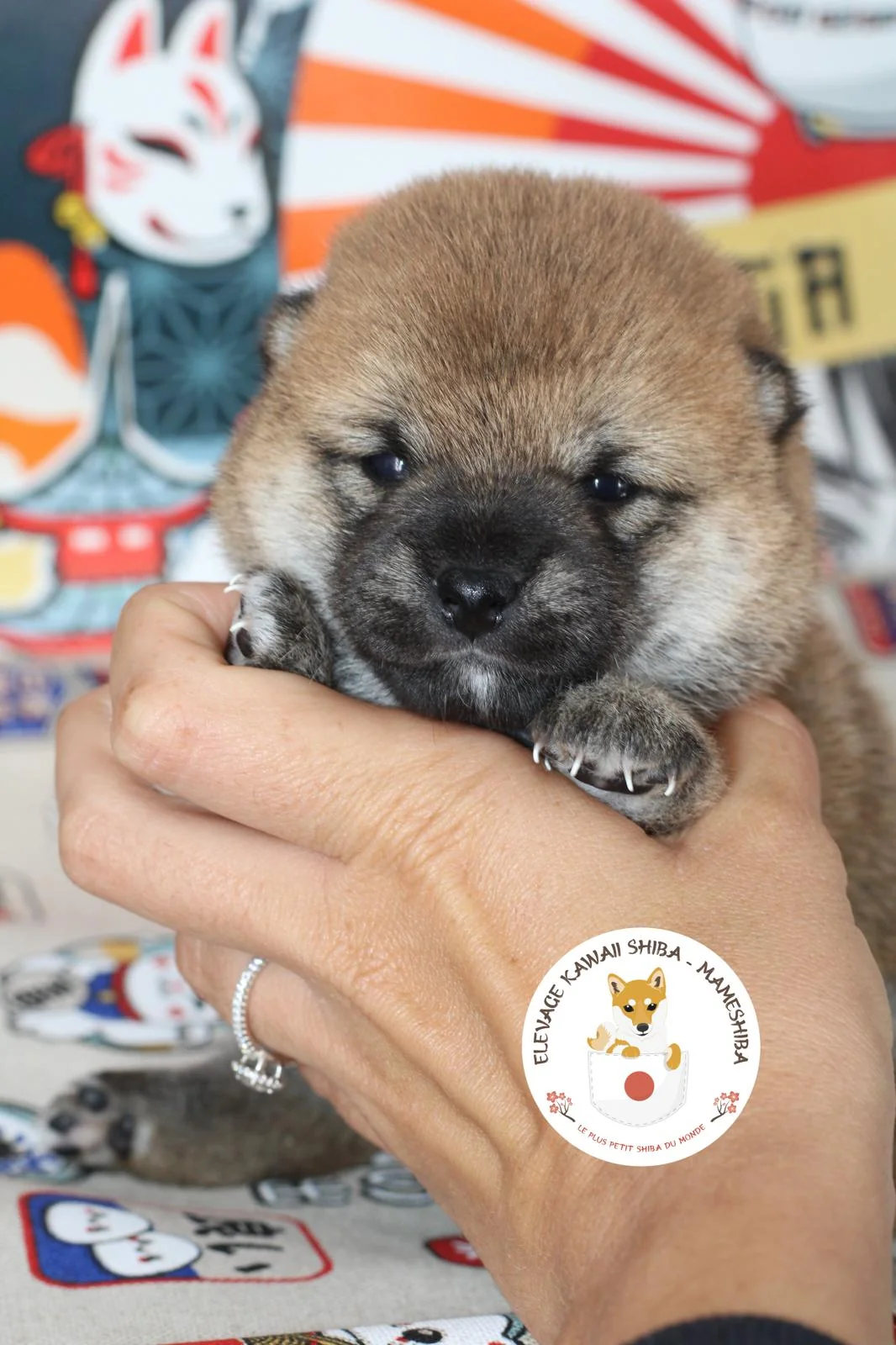 Gros plan sur un très jeune chiot Mameshiba au pelage sombre