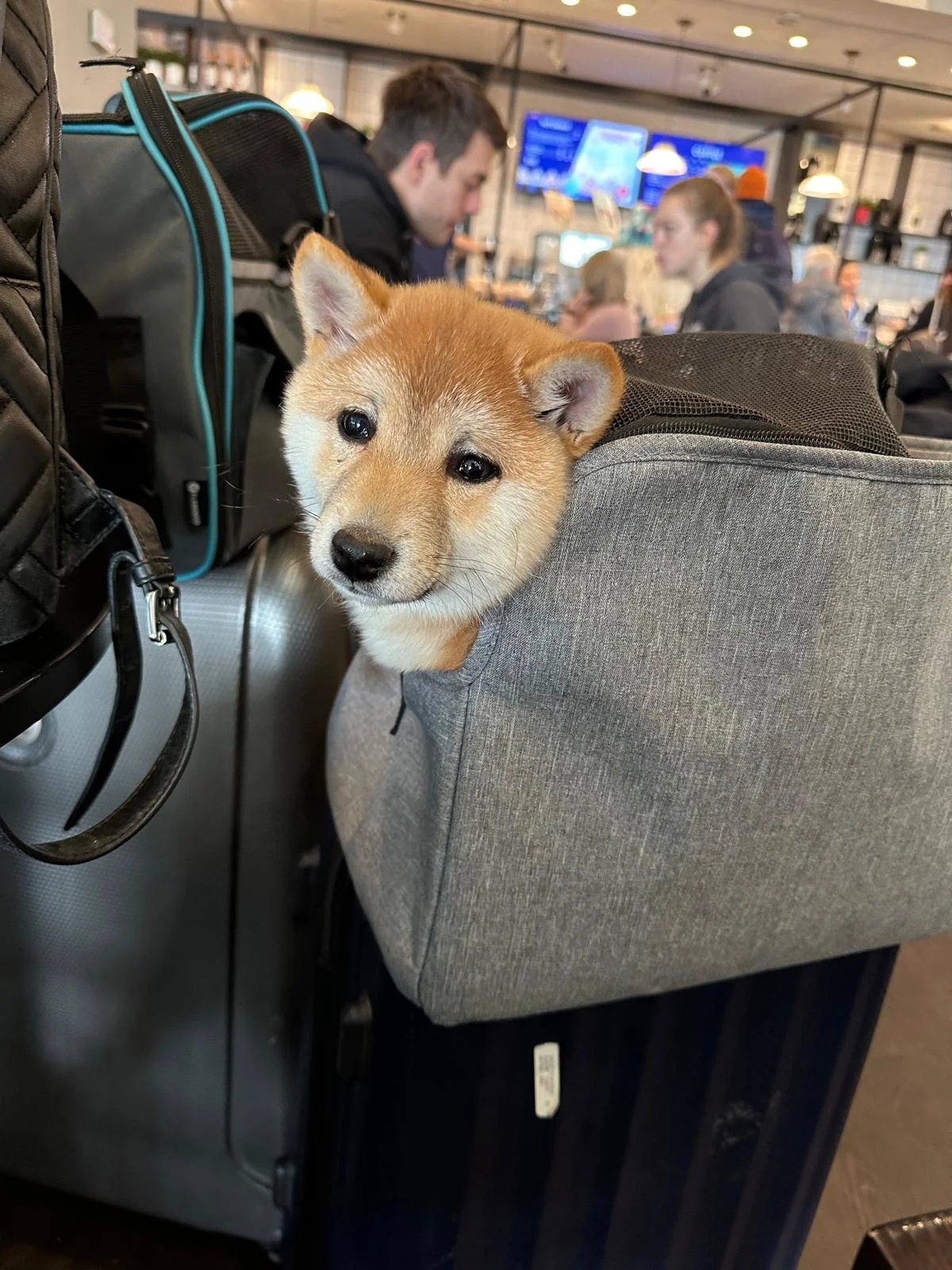 Chiot Mameshiba installé dans un sac de transport