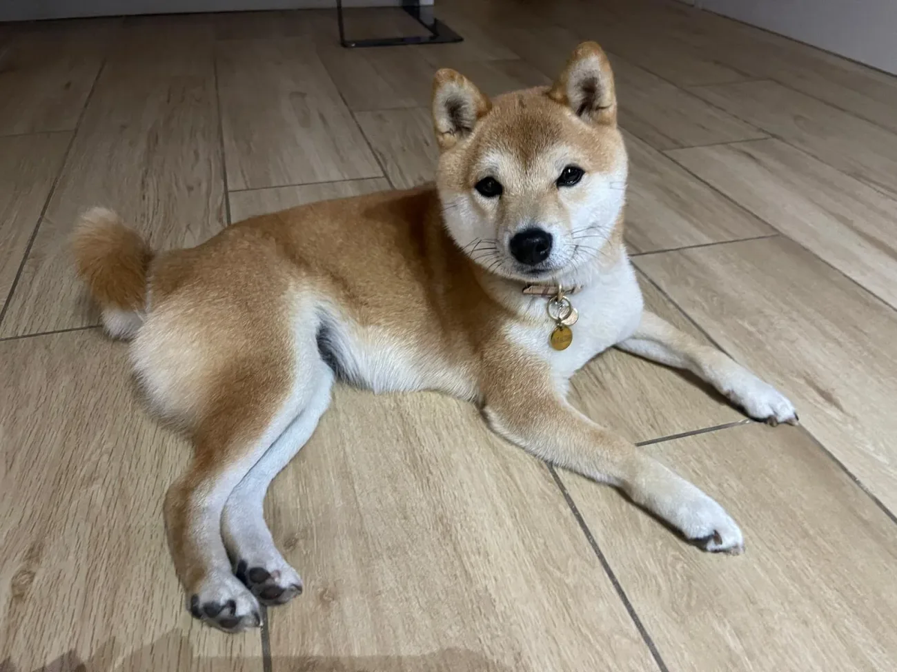 Mameshiba adulte allongé au calme dans la maison