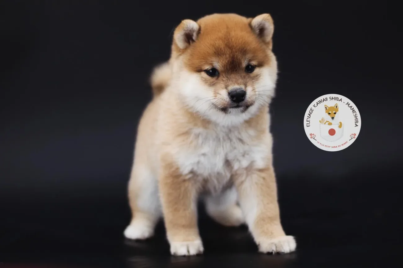 Mameshiba adulte chez Kawaii Shiba