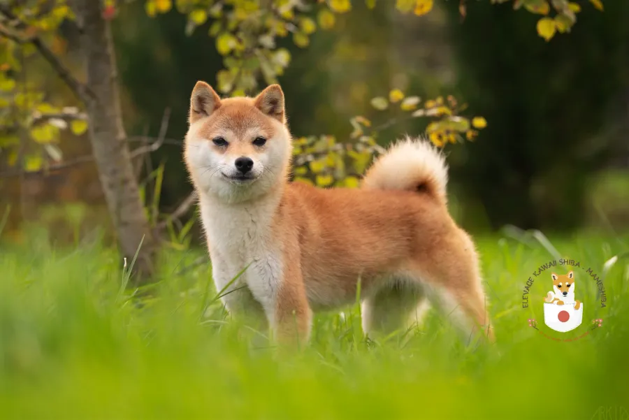 Yuzu, femelle Mameshiba rousse debout dans la verdure