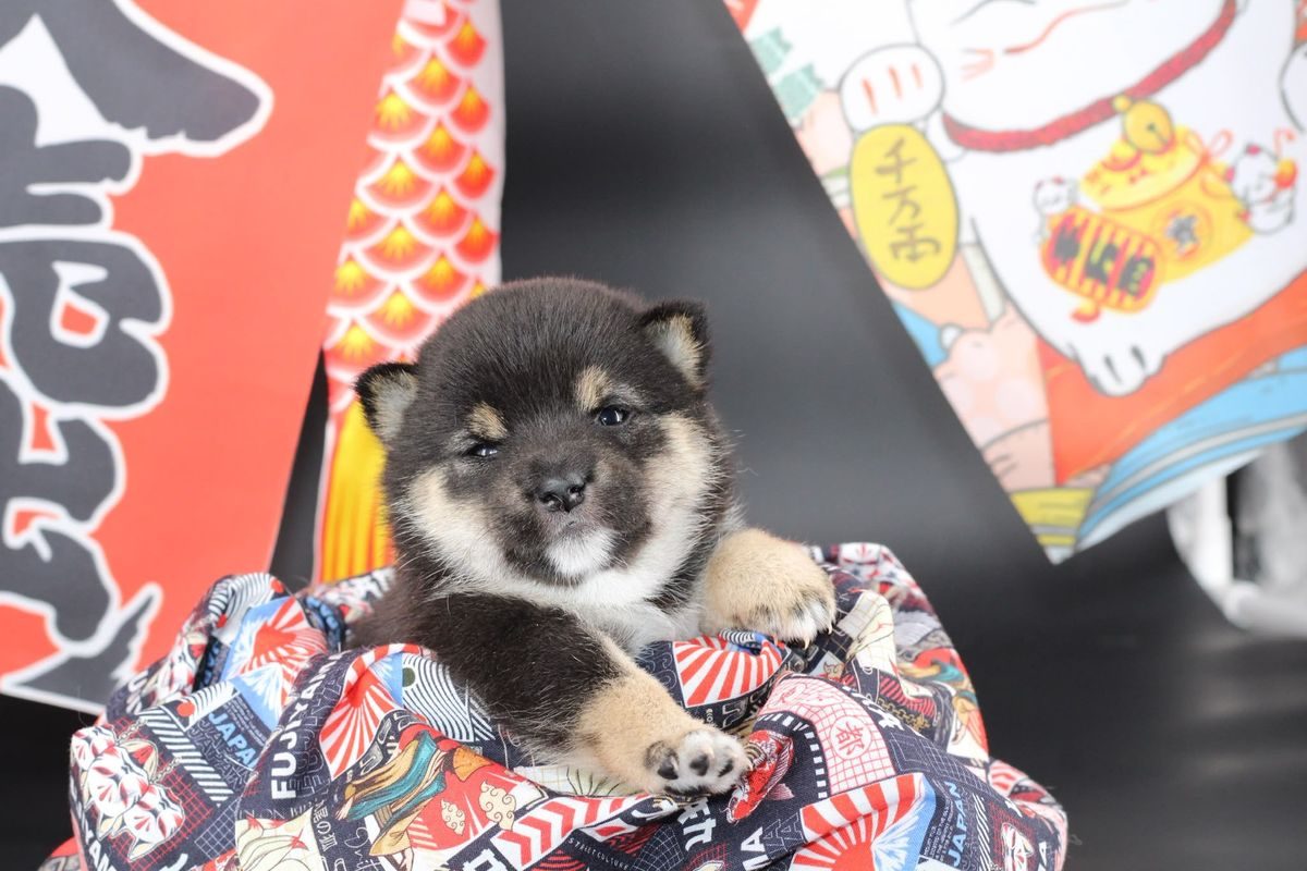 Chiot Mameshiba noir et feu dans un univers japonais