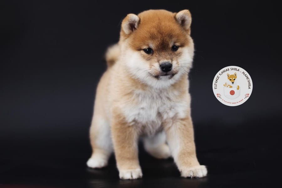 Chiots Mameshiba fauve et blanc assis devant un fond sombre