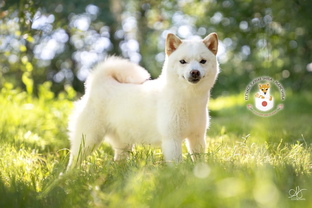 Mameshiba blanc debout dans l'herbe