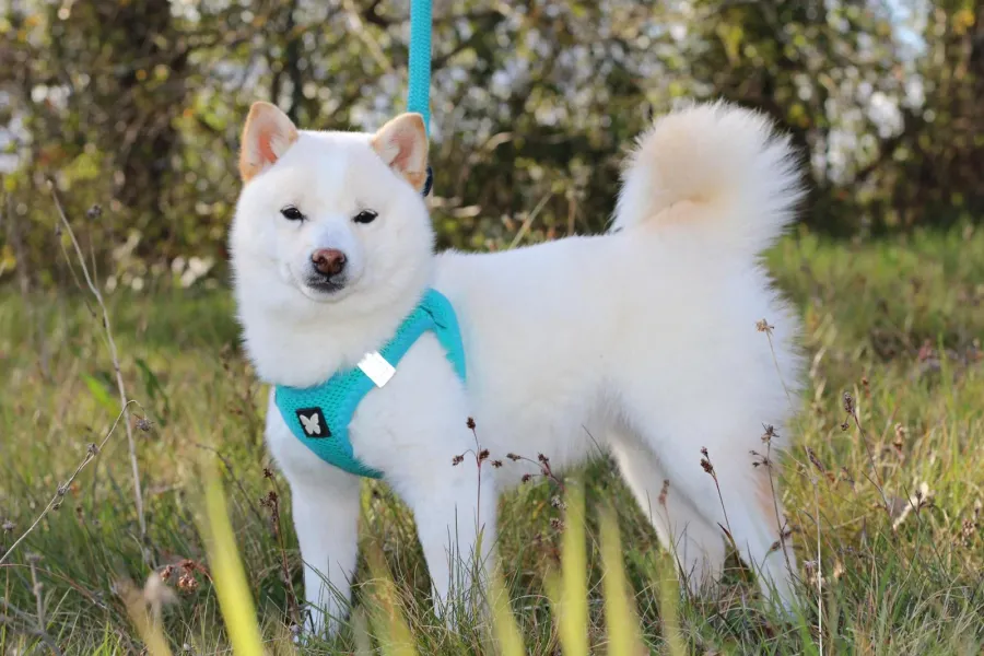 Sakura, Mameshiba blanche portant un harnais turquoise en extérieur