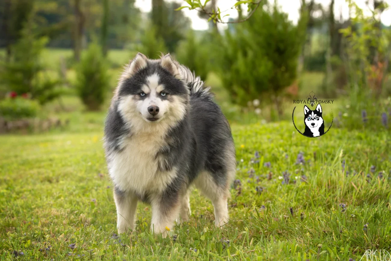 Pomsky adulte au pelage dense de Royal Pomsky