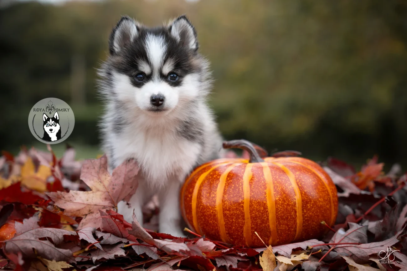 Chiot Pomsky de l'élevage Royal Pomsky
