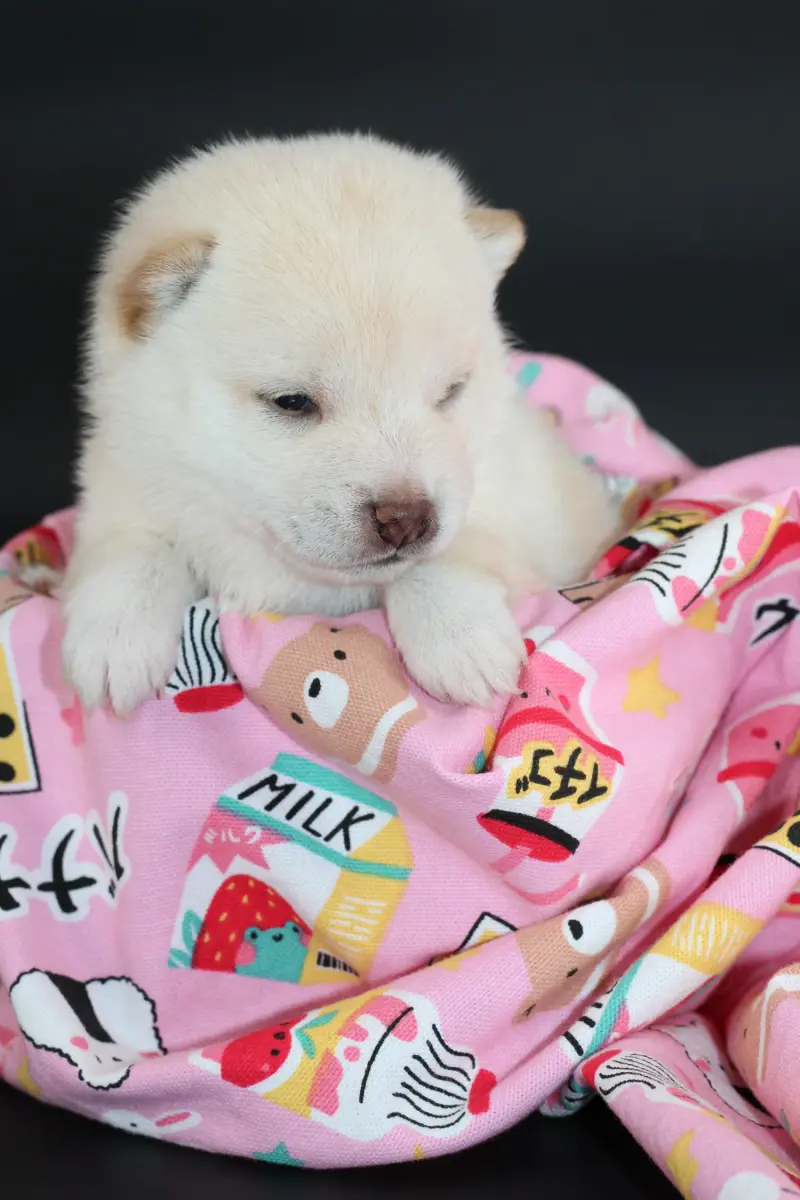 Airisu, chiot Mameshiba de l'élevage Kawaii Shiba - photo 1