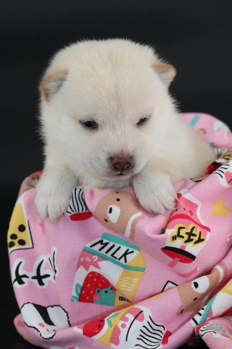 Airisu, chiot Mameshiba de l'élevage Kawaii Shiba - photo 2