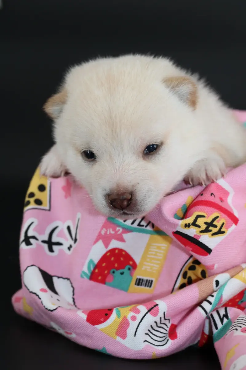 Airisu, chiot Mameshiba de l'élevage Kawaii Shiba - photo 3