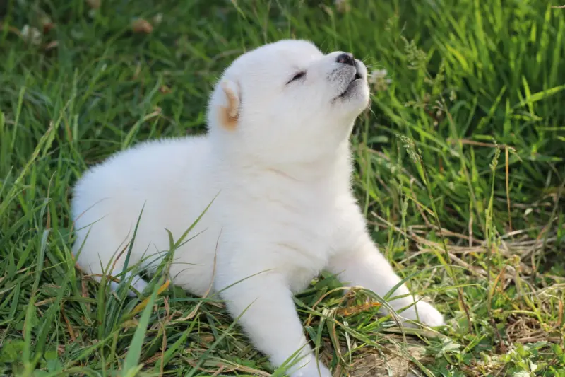 AKIRO, chiot Mameshiba de l'élevage Kawaii Shiba - photo 2