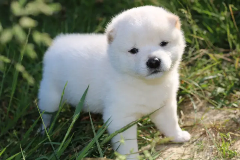 AKIRO, chiot Mameshiba de l'élevage Kawaii Shiba - photo 3