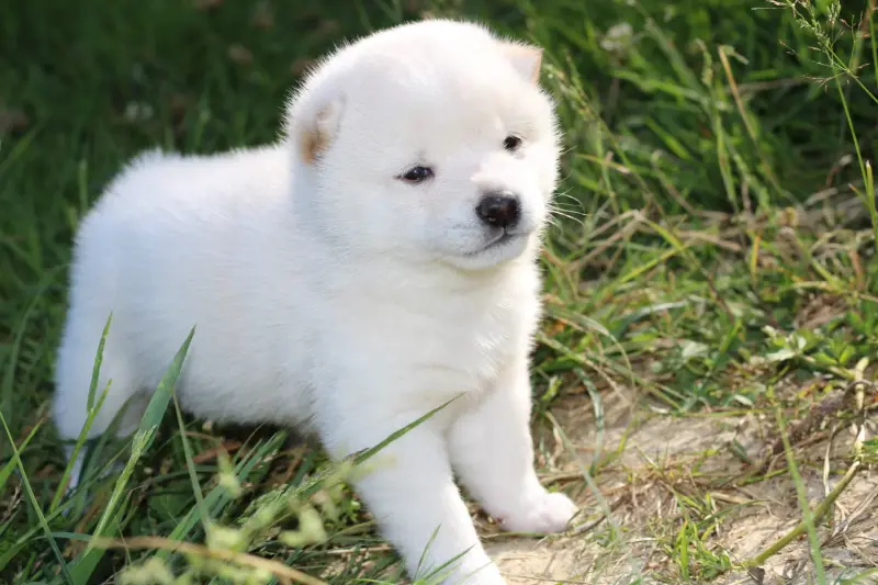 AKIRO, chiot Mameshiba de l'élevage Kawaii Shiba - photo 4