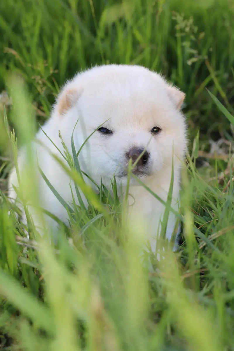 AKIRO, chiot Mameshiba de l'élevage Kawaii Shiba - photo 5