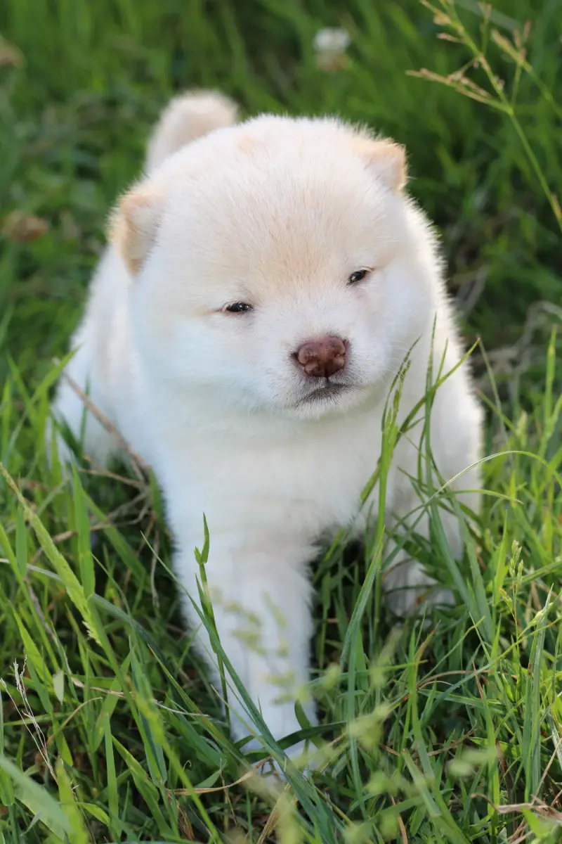 IKARI, chiot Mameshiba de l'élevage Kawaii Shiba - photo 4