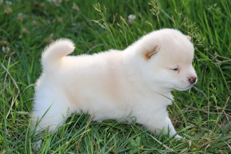 IKARI, chiot Mameshiba de l'élevage Kawaii Shiba - photo 5