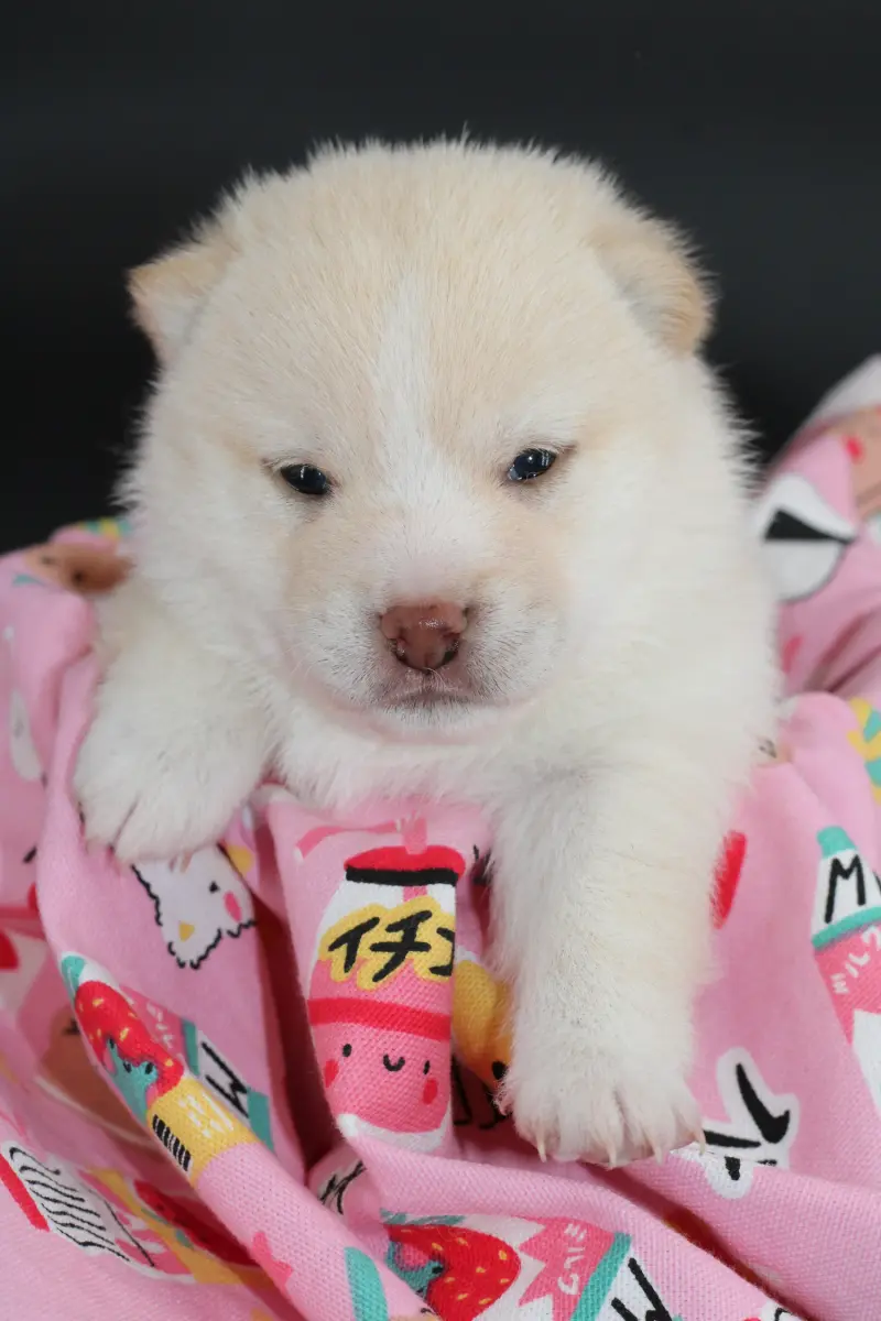 KENSHIRO, chiot Mameshiba de l'élevage Kawaii Shiba - photo 9