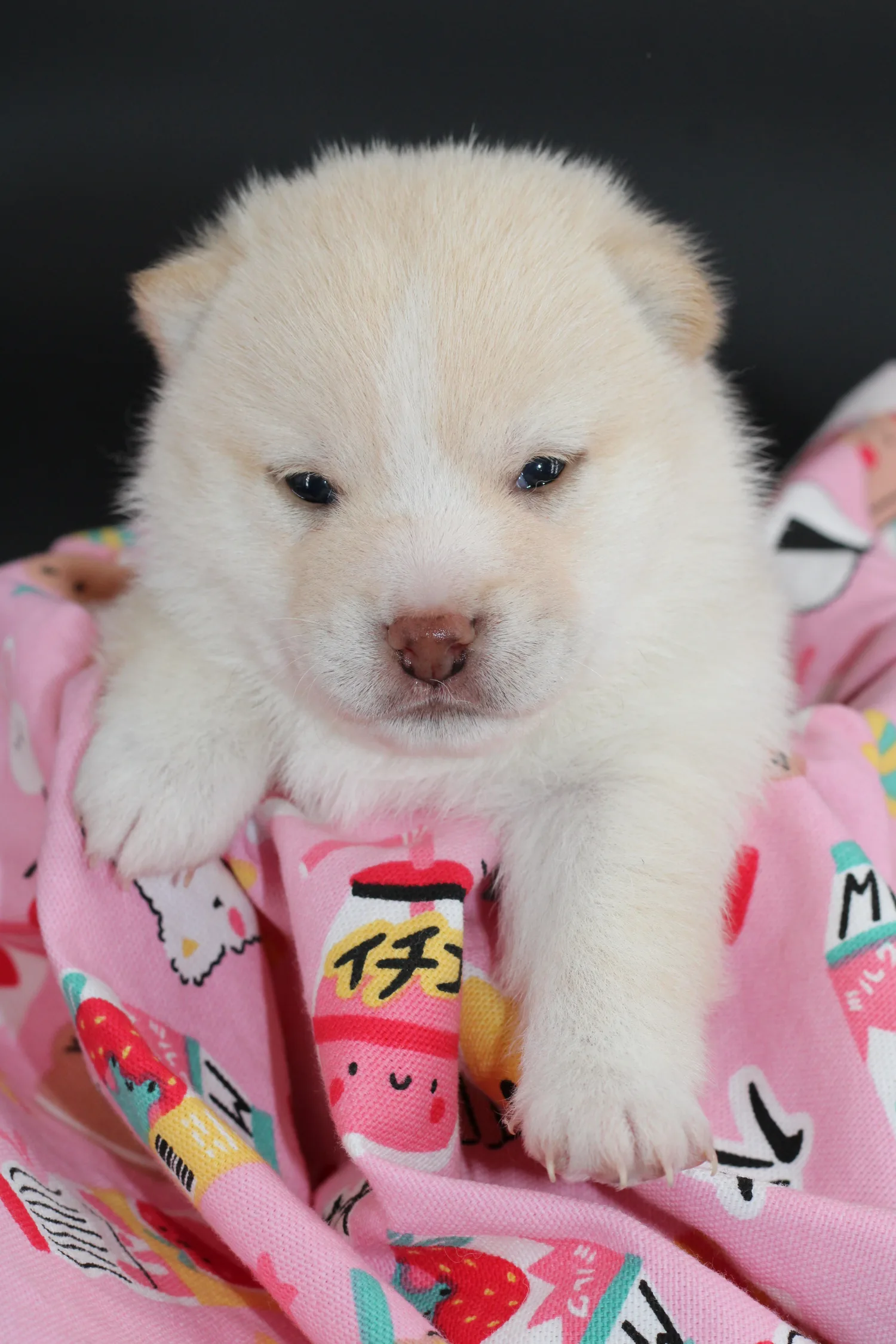 KENSHIRO, chiot Mameshiba de l'élevage Kawaii Shiba - photo 1