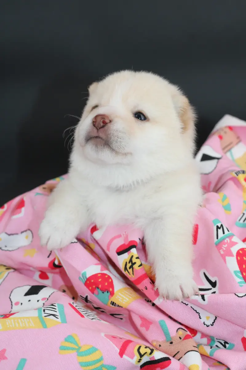 KENSHIRO, chiot Mameshiba de l'élevage Kawaii Shiba - photo 10