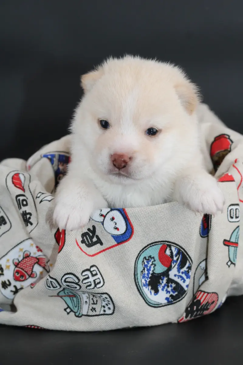 KENSHIRO, chiot Mameshiba de l'élevage Kawaii Shiba - photo 11