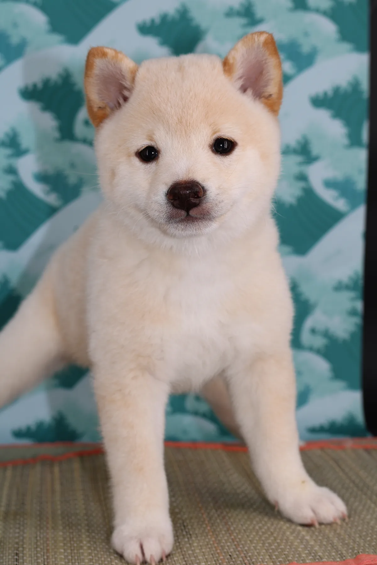 BOTAN, chiot Mameshiba de l'élevage Kawaii Shiba - photo 1