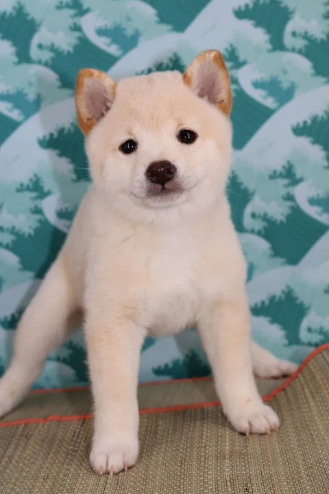 BOTAN, chiot Mameshiba de l'élevage Kawaii Shiba - photo 2
