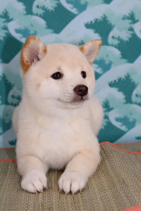 BOTAN, chiot Mameshiba de l'élevage Kawaii Shiba - photo 3