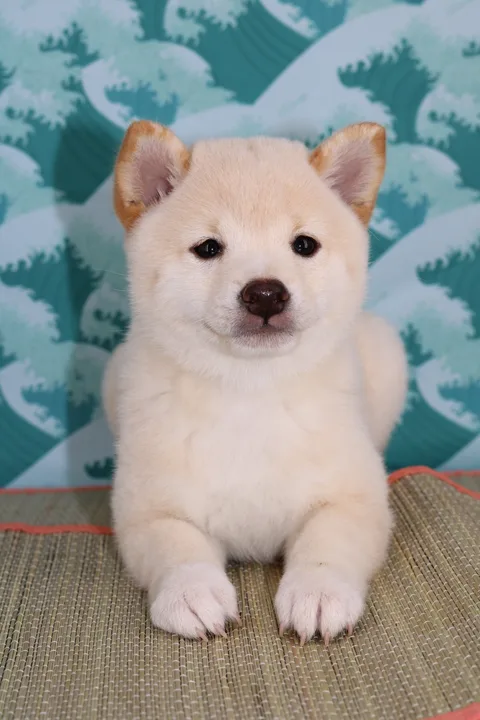 BOTAN, chiot Mameshiba de l'élevage Kawaii Shiba - photo 4