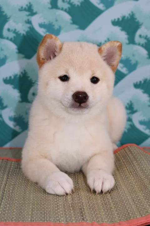 BOTAN, chiot Mameshiba de l'élevage Kawaii Shiba - photo 5