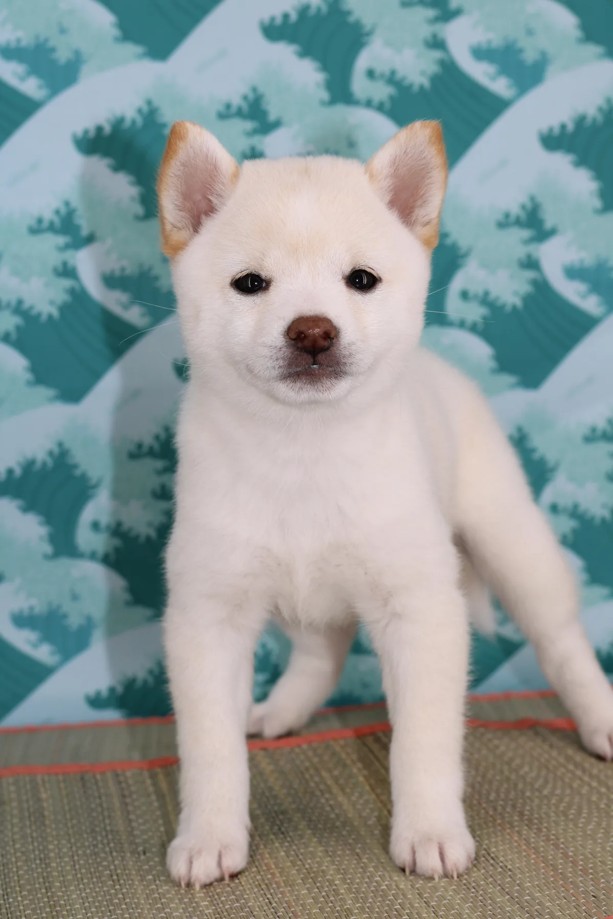 BUNJI, chiot Mameshiba de l'élevage Kawaii Shiba - photo 1