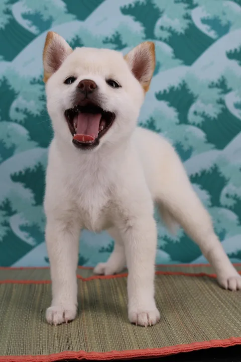 BUNJI, chiot Mameshiba de l'élevage Kawaii Shiba - photo 2