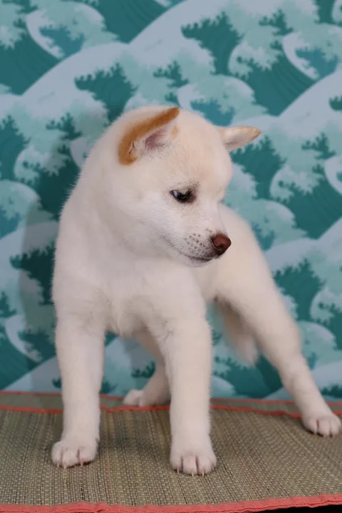 BUNJI, chiot Mameshiba de l'élevage Kawaii Shiba - photo 3