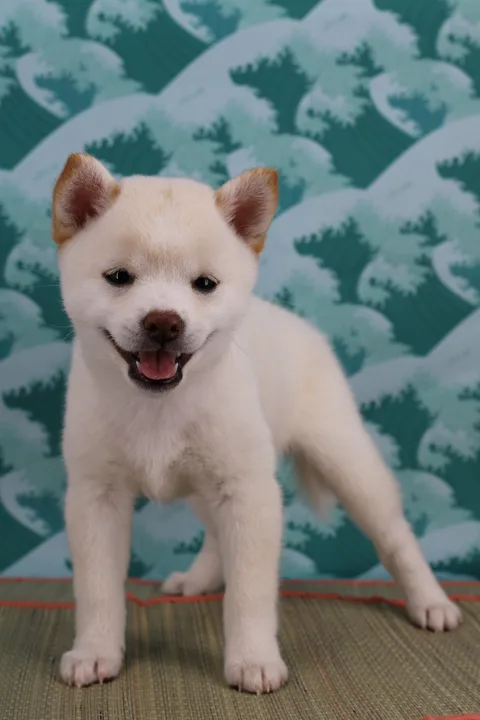 BUNJI, chiot Mameshiba de l'élevage Kawaii Shiba - photo 4
