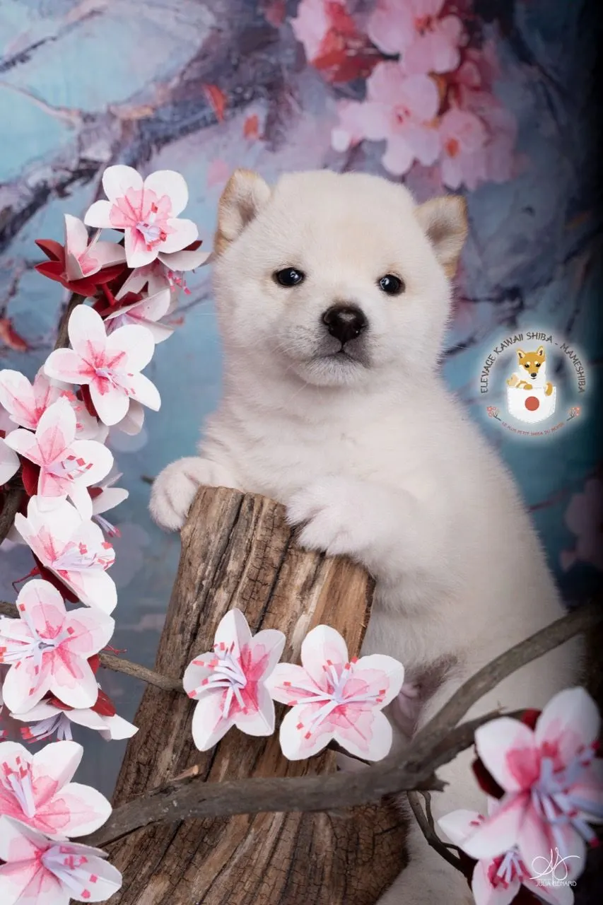 AKIRO, chiot Mameshiba de l'élevage Kawaii Shiba - photo 1