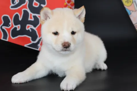 KENSHIRO, chiot Mameshiba de l'élevage Kawaii Shiba - photo 5